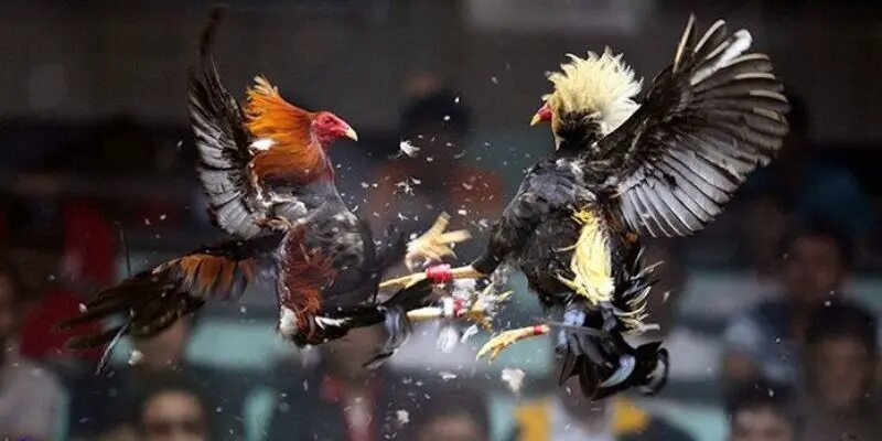 Đá Gà Cựa Sắt - Cuộc Đọ Sức Đầy Máu Lửa Và Quyết Liệt 1 Tìm hiểu thêm về đá gà cựa sắt môn thể thao truyền thống