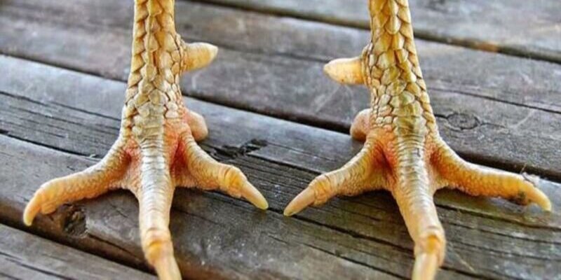 Vảy Gà Huyền Trâm - Sự Khác Biệt Trong Thế Giới Gà Chọi 3 Vị trí và đặc điểm nhận diện về vảy gà huyền trâm